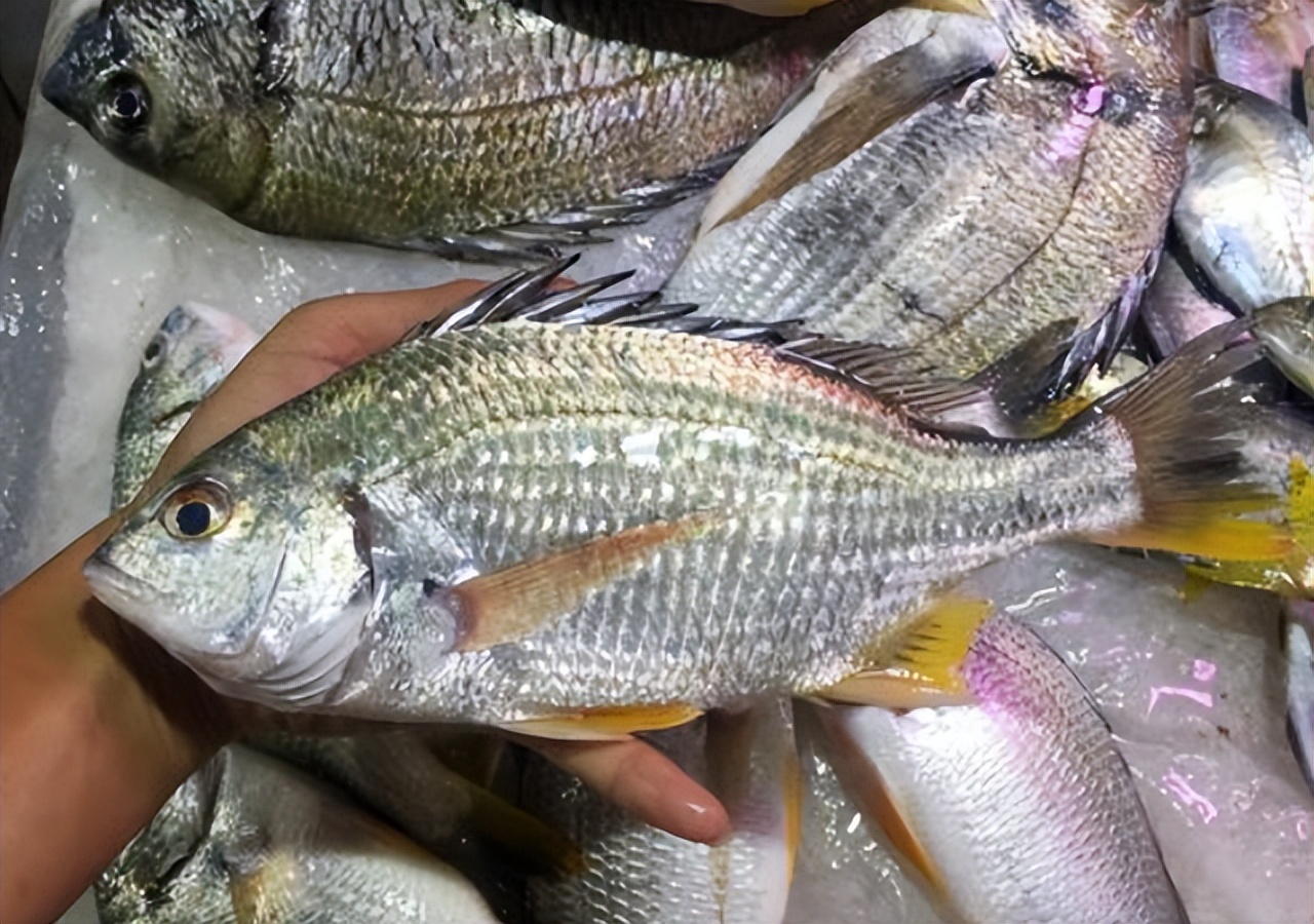 肉多刺少的海鱼有哪些,10种便宜好吃刺多的海鱼