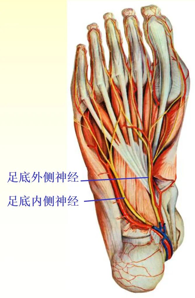 脊神经支配区域解剖图简图,脊神经及其分支的支配范围