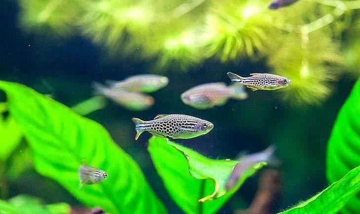 斑马鱼如何养新手入门必知,斑马鱼怎么养最好吃