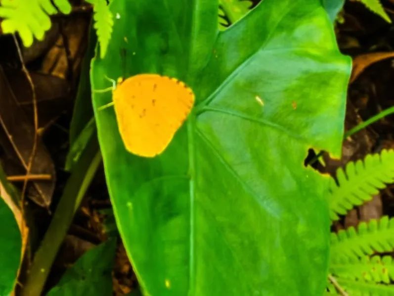 徒步登山我健康我快乐,广州火炉山爬山最佳地点
