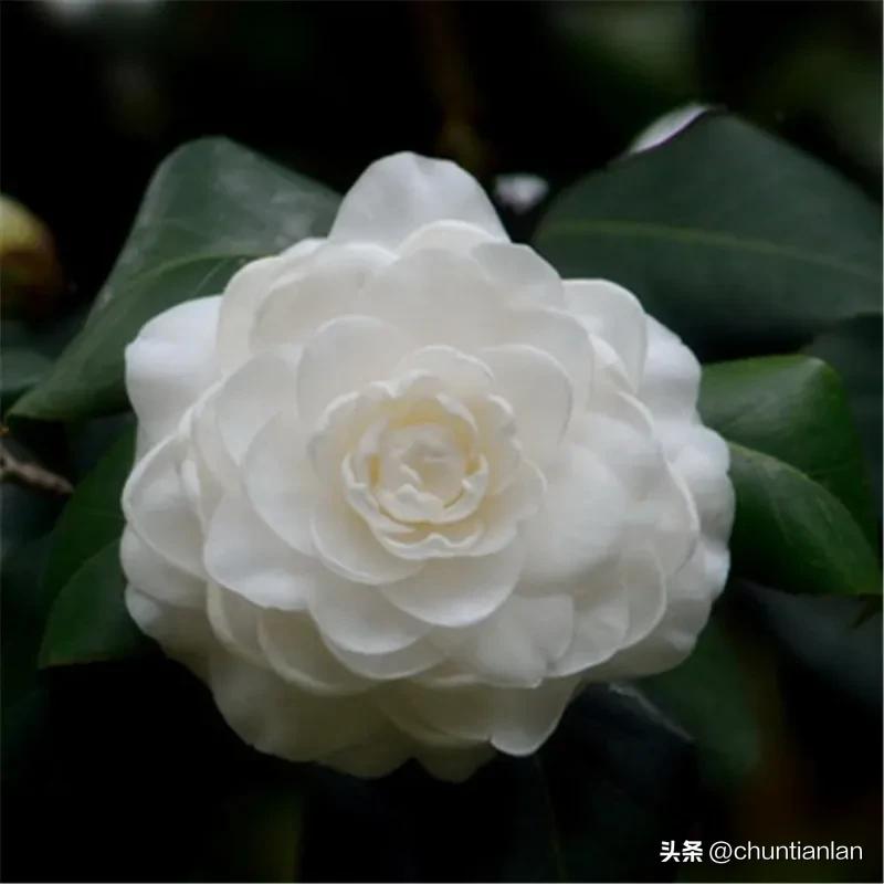 山茶花纯音乐,山茶花