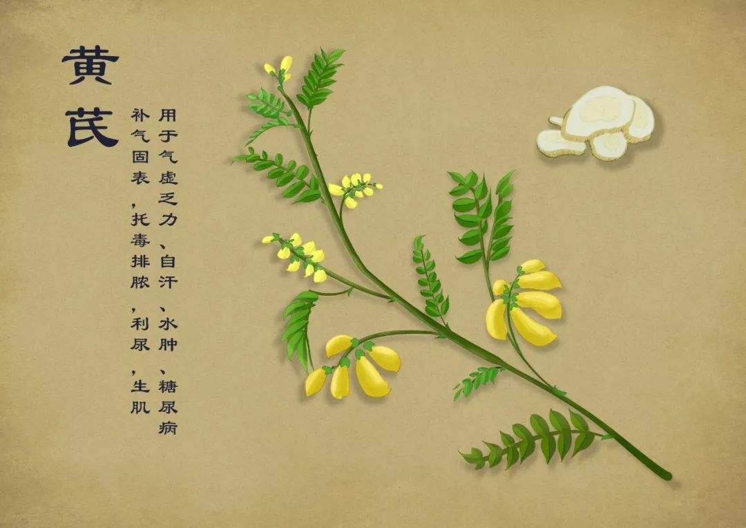 肩背部酸困中药调理,腰疼腿疼肩膀痛特效中药