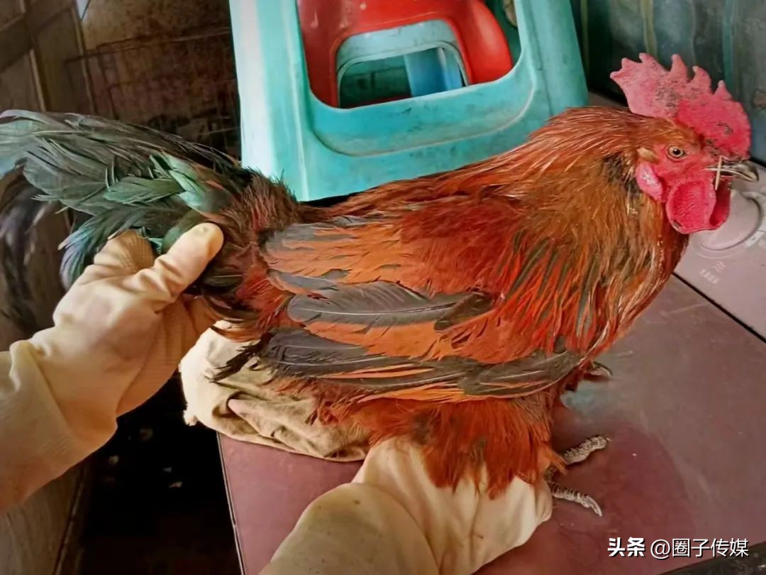 探幽鲜踪，隐匿在南郊宾馆的一处秘境，【中土啤酒花园】