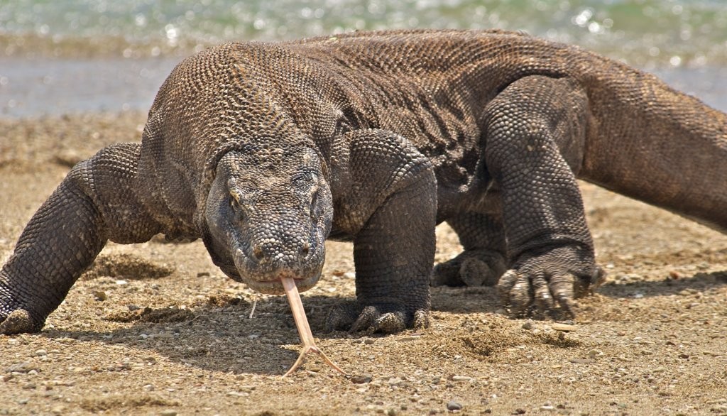 上海钓鱼佬钓起“五爪金龙”，差点牢底坐穿？金龙到底什么来头？