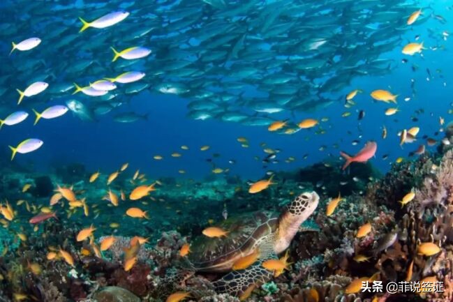 菲律宾旅游签证哪些可以签商务签,菲律宾旅游签证申签商务签