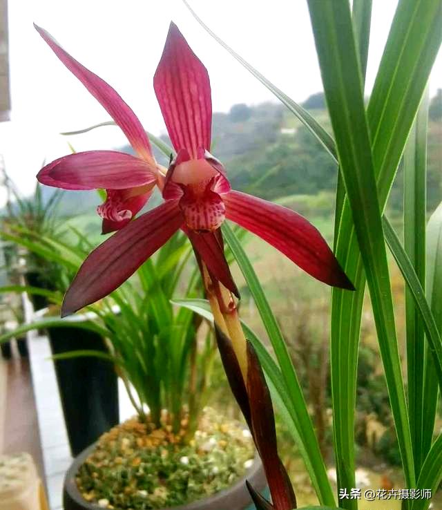 贵州省最名贵十种兰花,贵州山里最常见的兰花