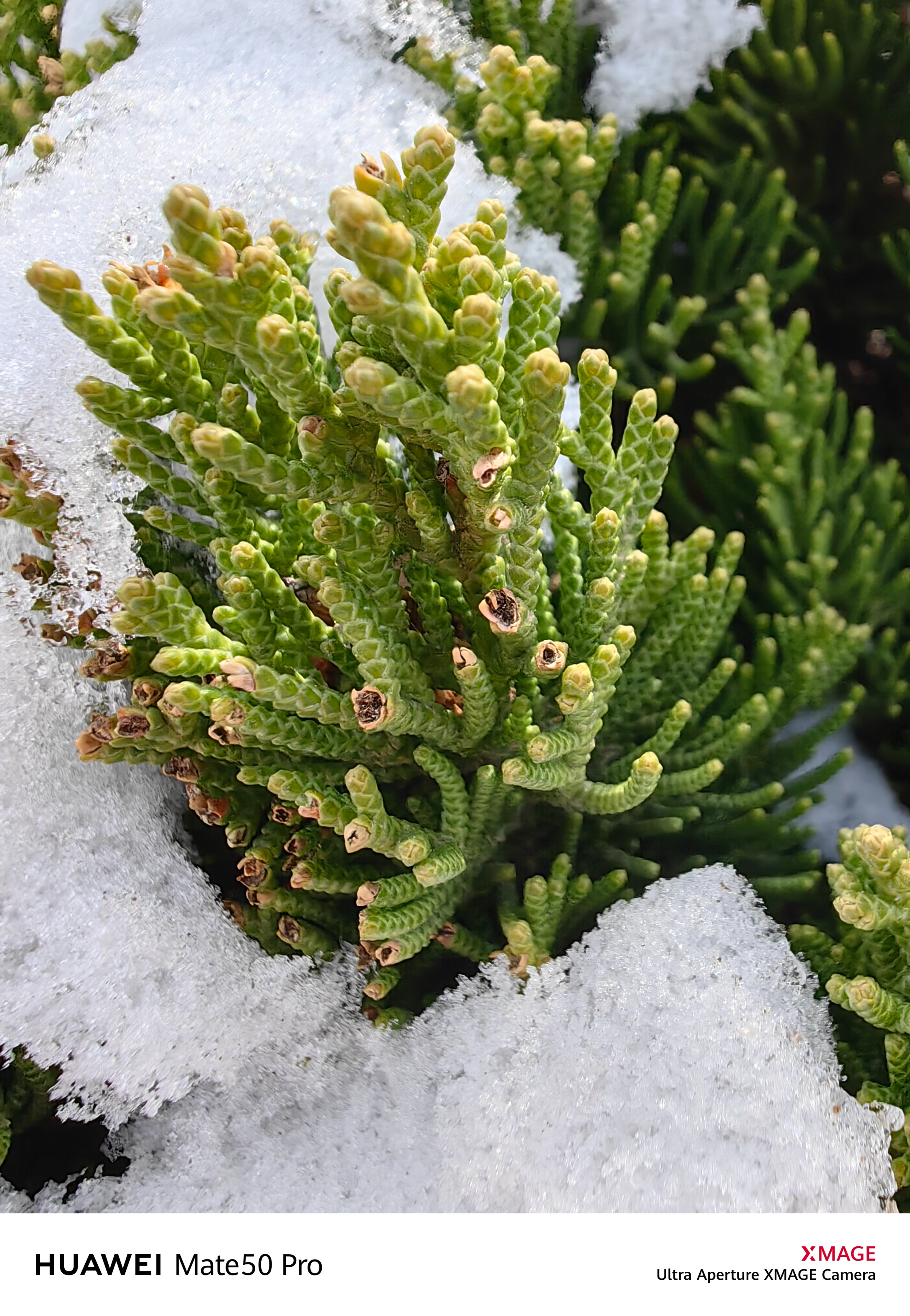 华为mate50pro为什么不用徕卡,华为mate50pro不用徕卡了吗