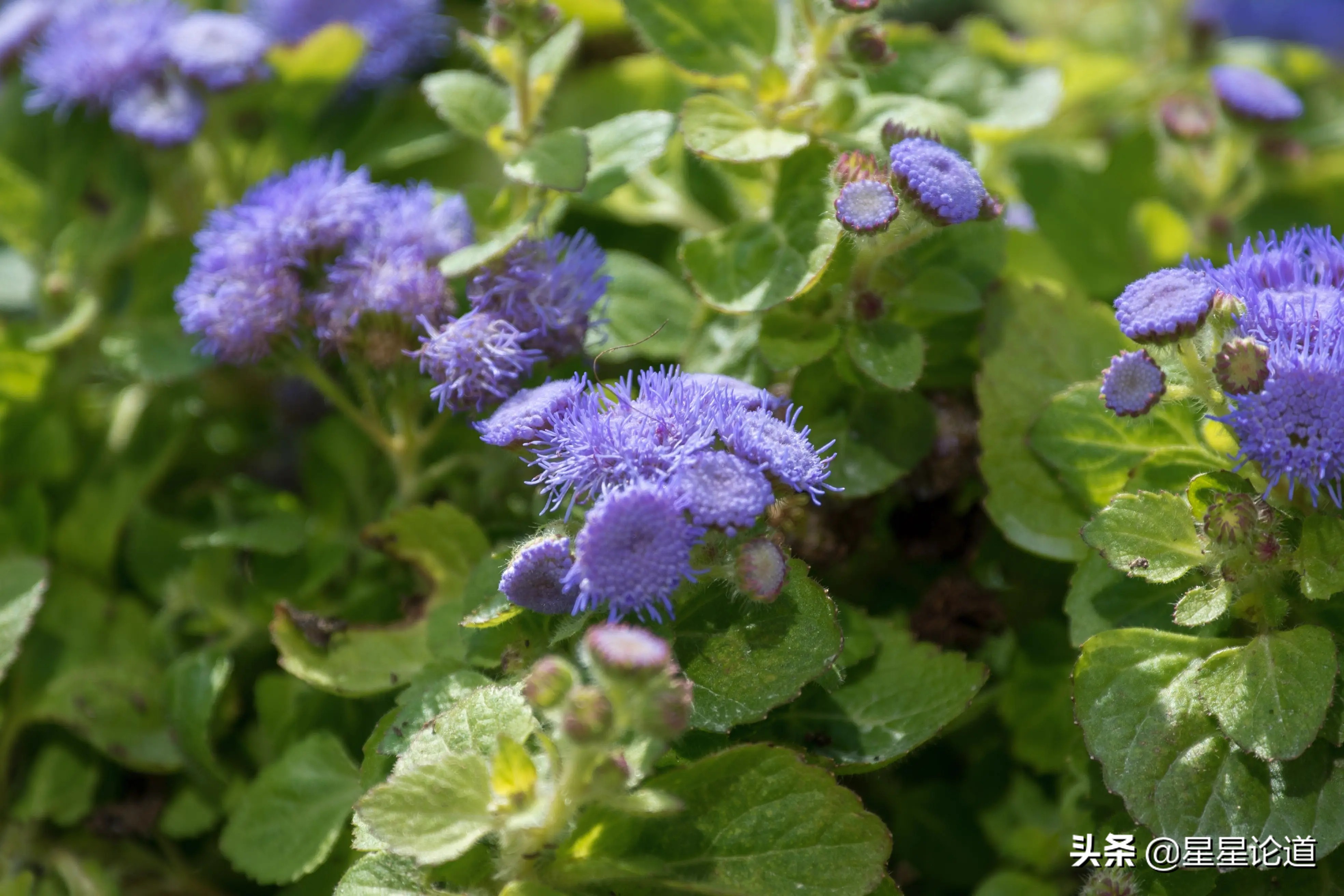 春尝野味菜当先*星星论道