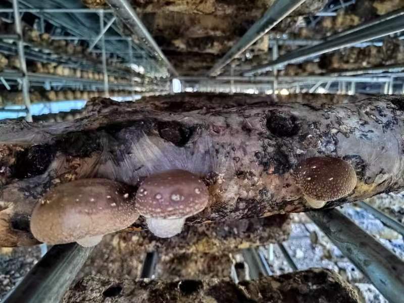 乡村振兴看安化,白城市平台镇乡村振兴