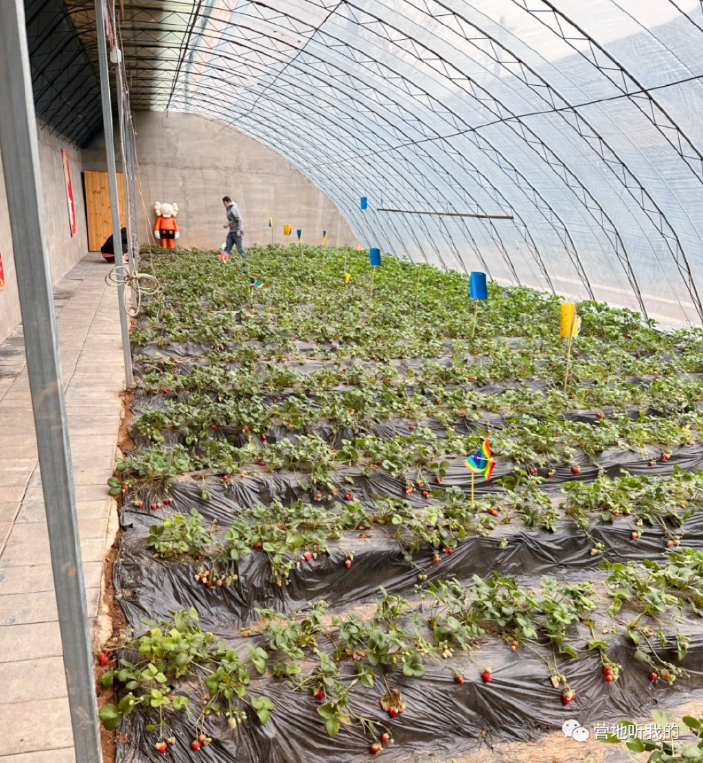 北京适合孩子玩的农场,一年四季都可以去的亲子农场