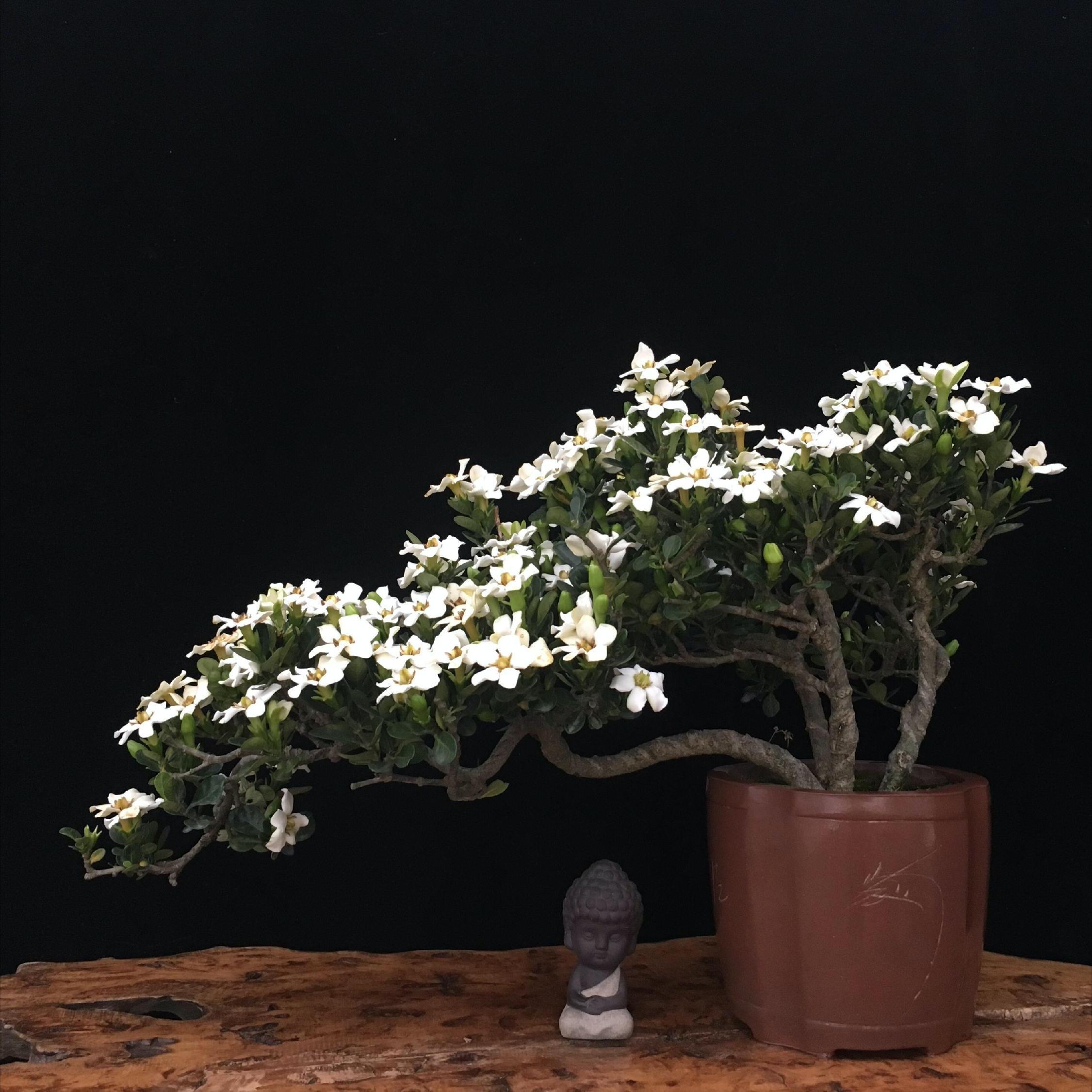 家庭盆景既好养又有观赏价值,各种小盆景大全图片