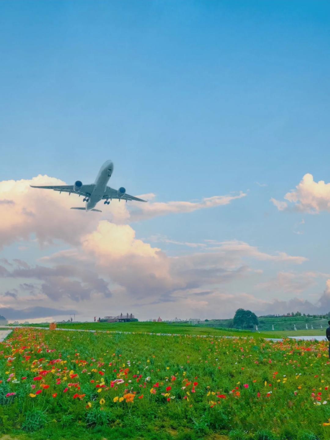 踏青露营地推荐,空港花田古朴森林露营地