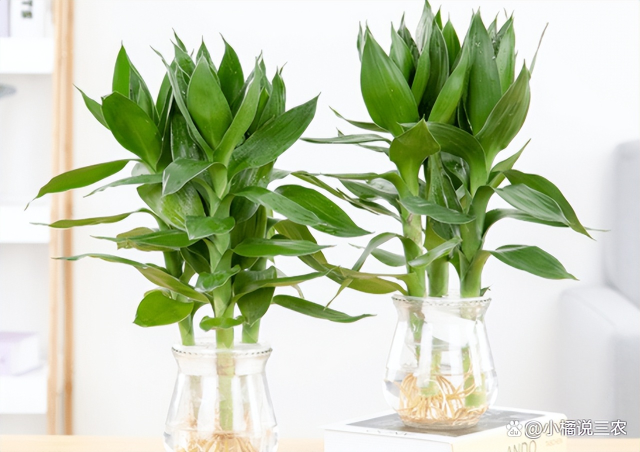 观音竹代表什么寓意,观音竹的寓意和花语图片