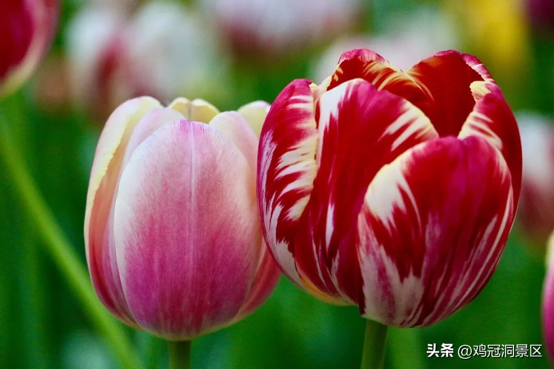 郁金香玫瑰花语是什么,金色郁金香花语和寓意