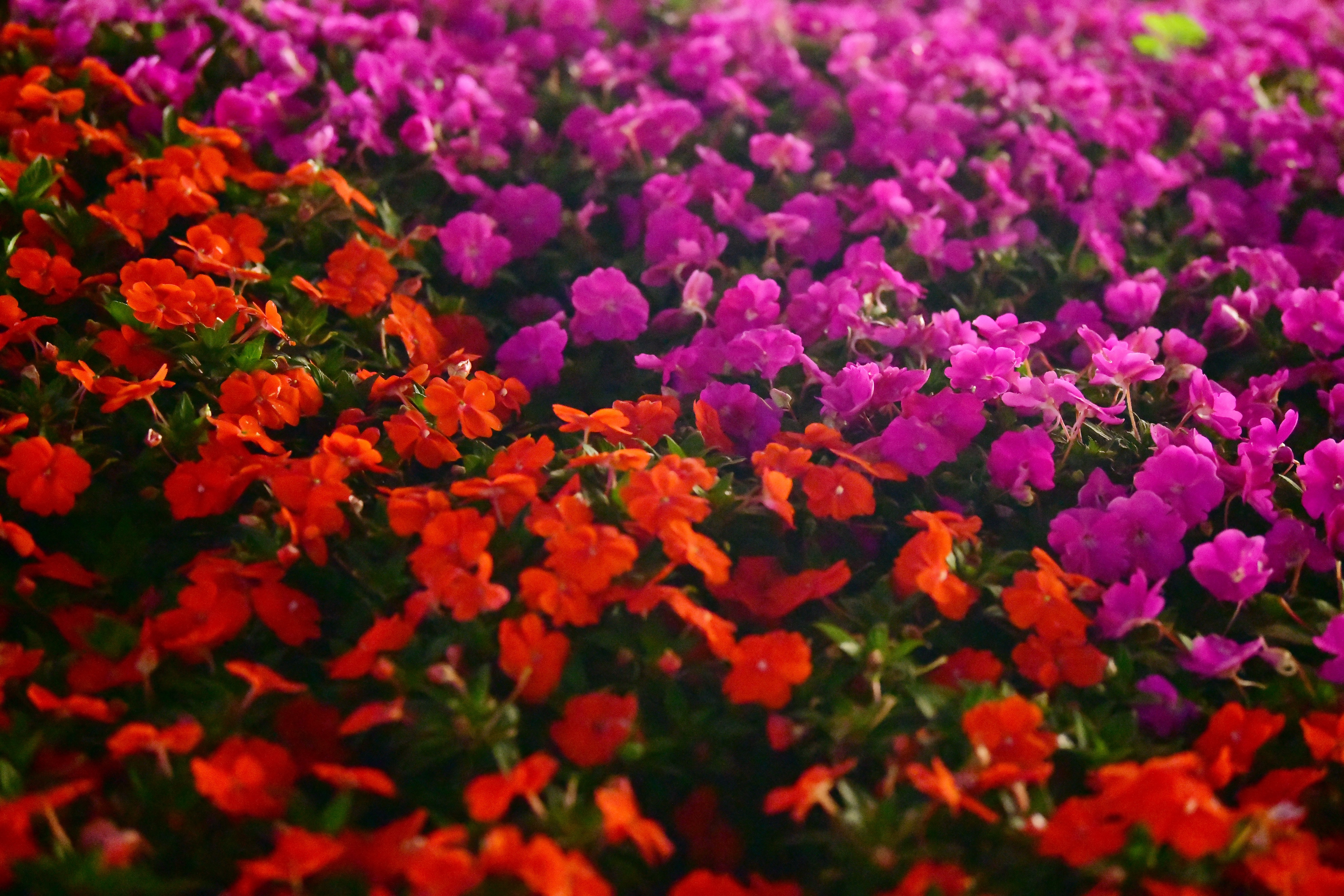 广州海心沙亚运公园视频,广州海心沙亚运公园游览图