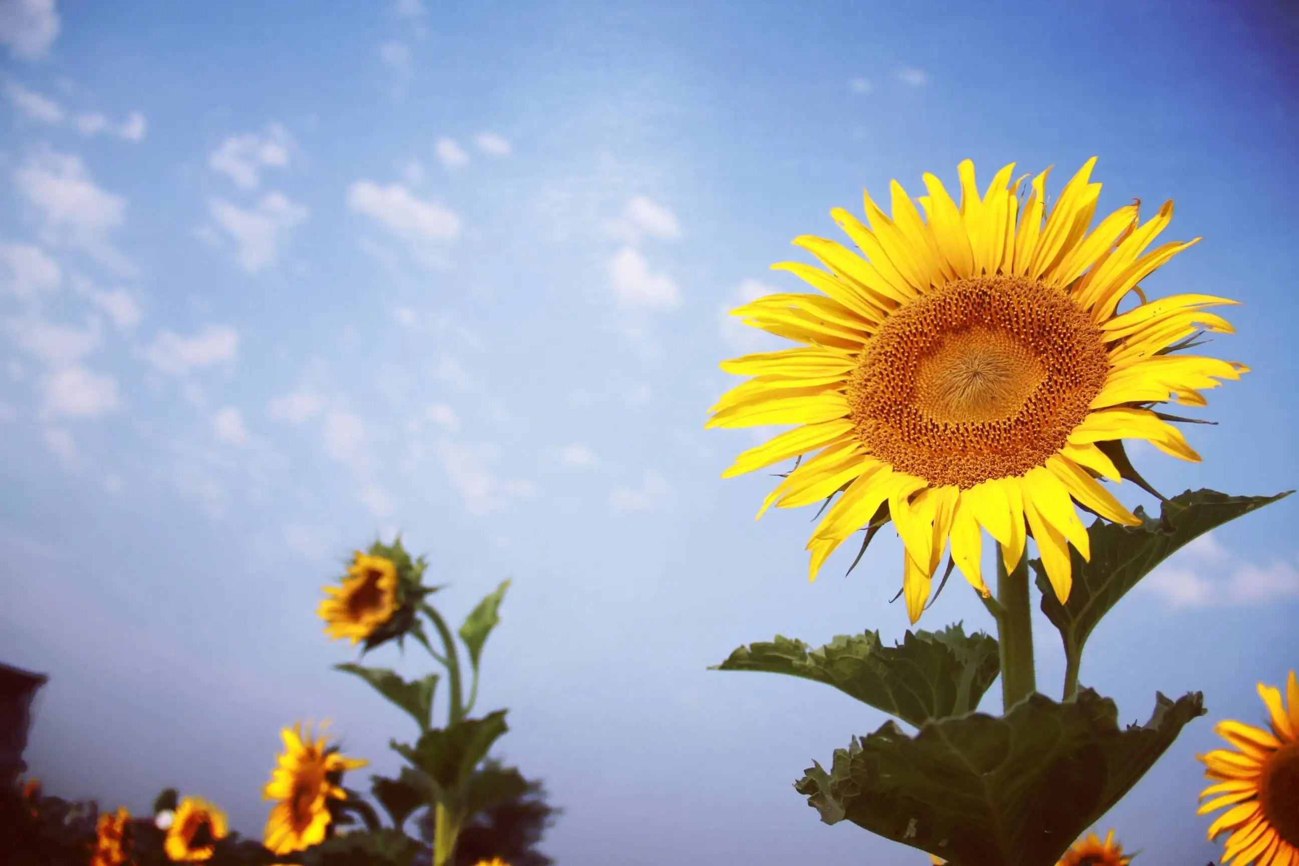 励志名言古诗短句精辟,三条励志的名言警句古诗词