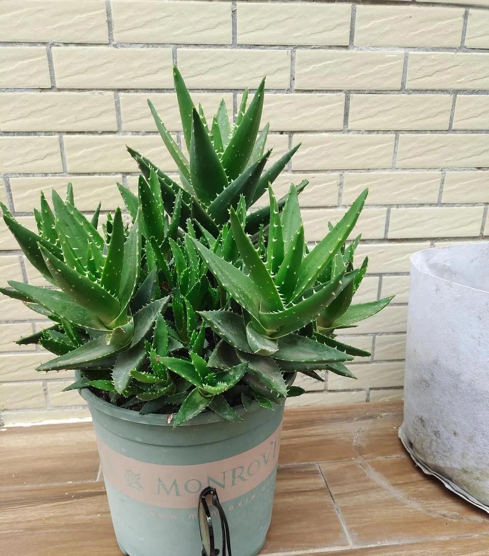 24小时吸甲醛释放氧气的花,刚装修好的房养啥花好能吸甲醛