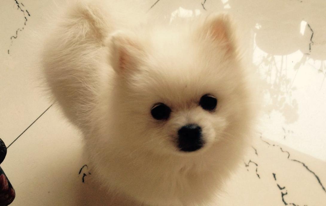 博美吃东西发抖,博美浑身发抖叫声凄惨怎么缓解