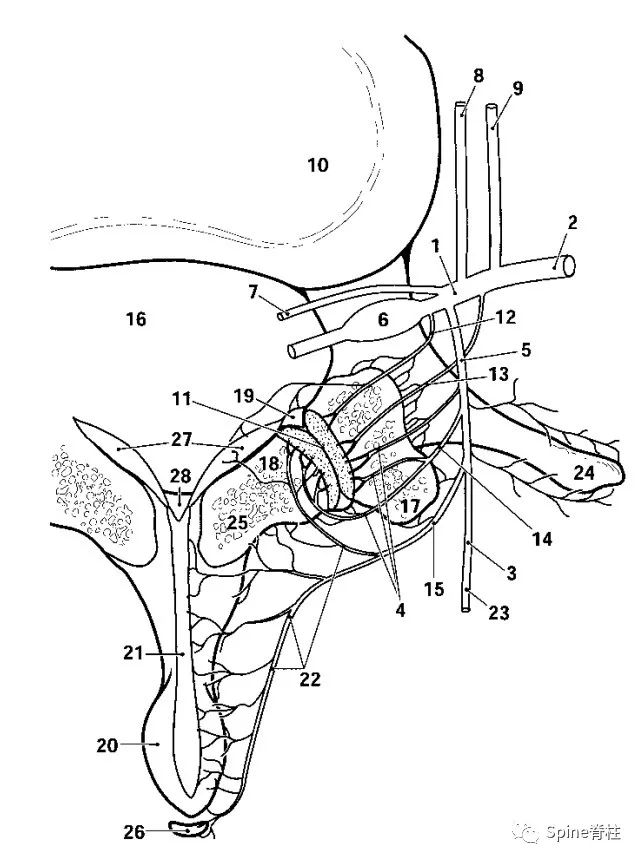脊柱神经支配疼痛区域,脊柱神经支配的脏腑