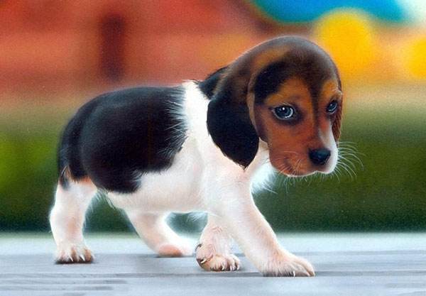 家里养狗狗有臭味去除小妙招,家里除狗臭味用酒精