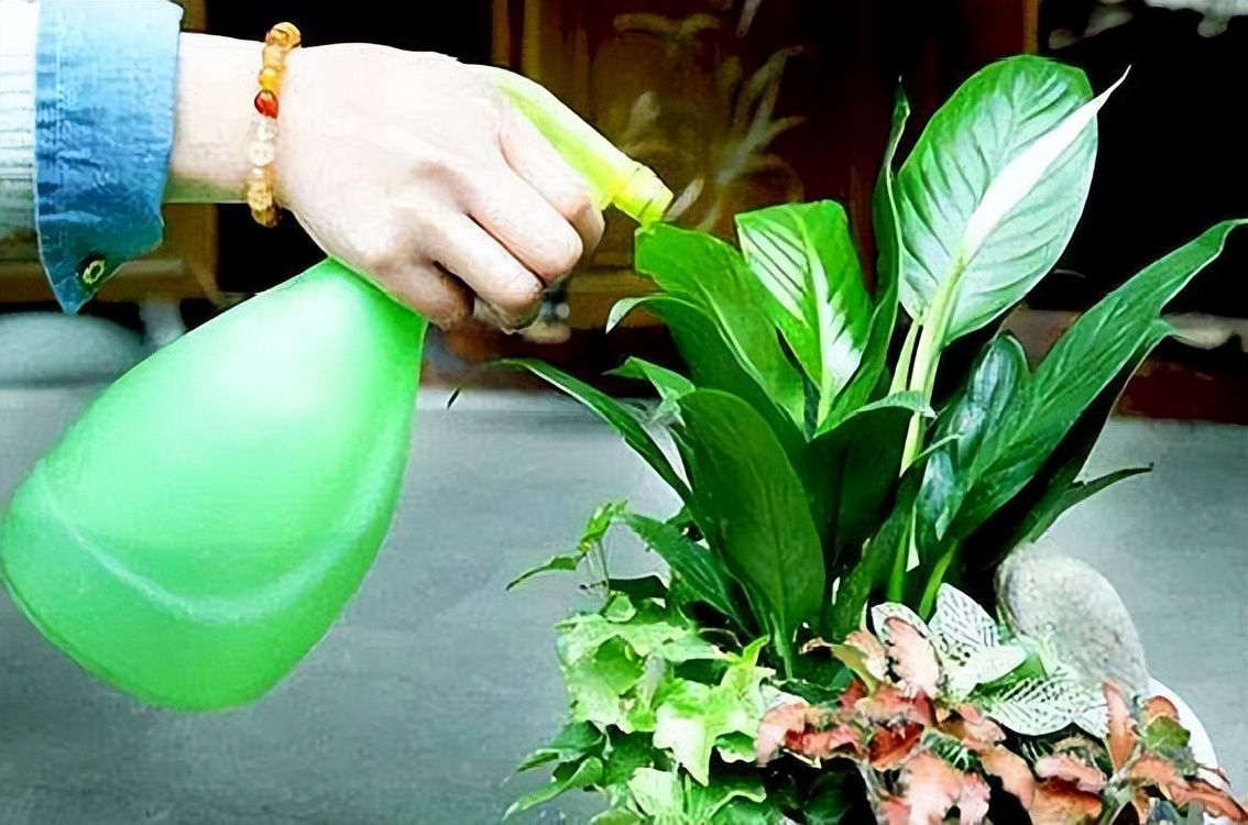 过期的药片浇花多久能浇一次,五种过期药片拿来养花