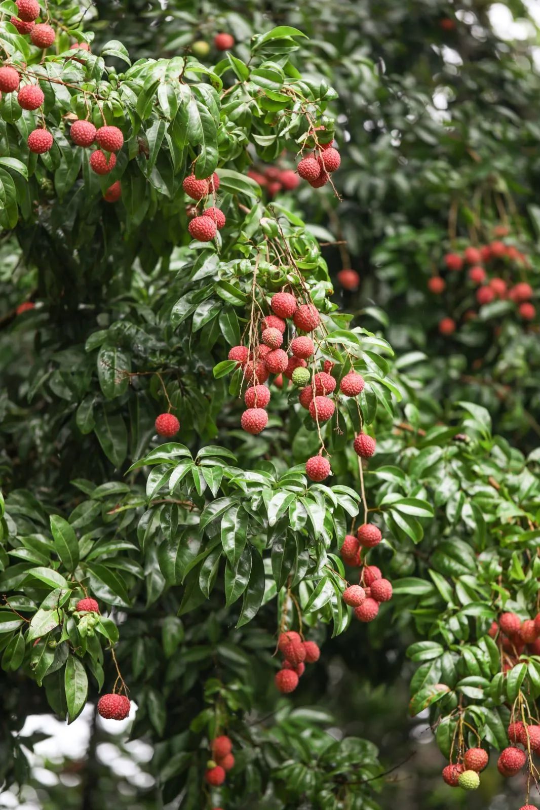 端午假期光明活动超精彩！音乐live、摘荔枝、包粽子……等你解锁！