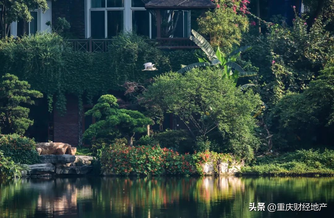 从*旗国**手到保安，我与香樟林守望20年