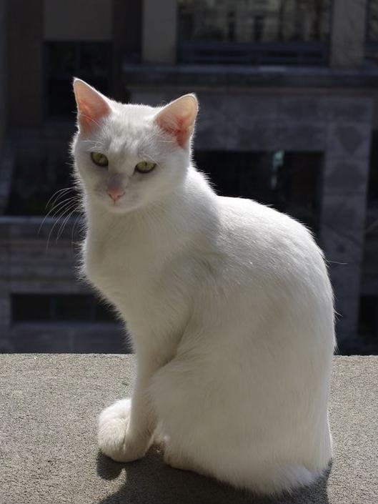 中华田园猫白猫好养吗,养猫新手适合养哪个可爱品种的猫