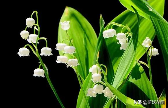 好养的花铃兰花 (什么样的铃兰花最好养)