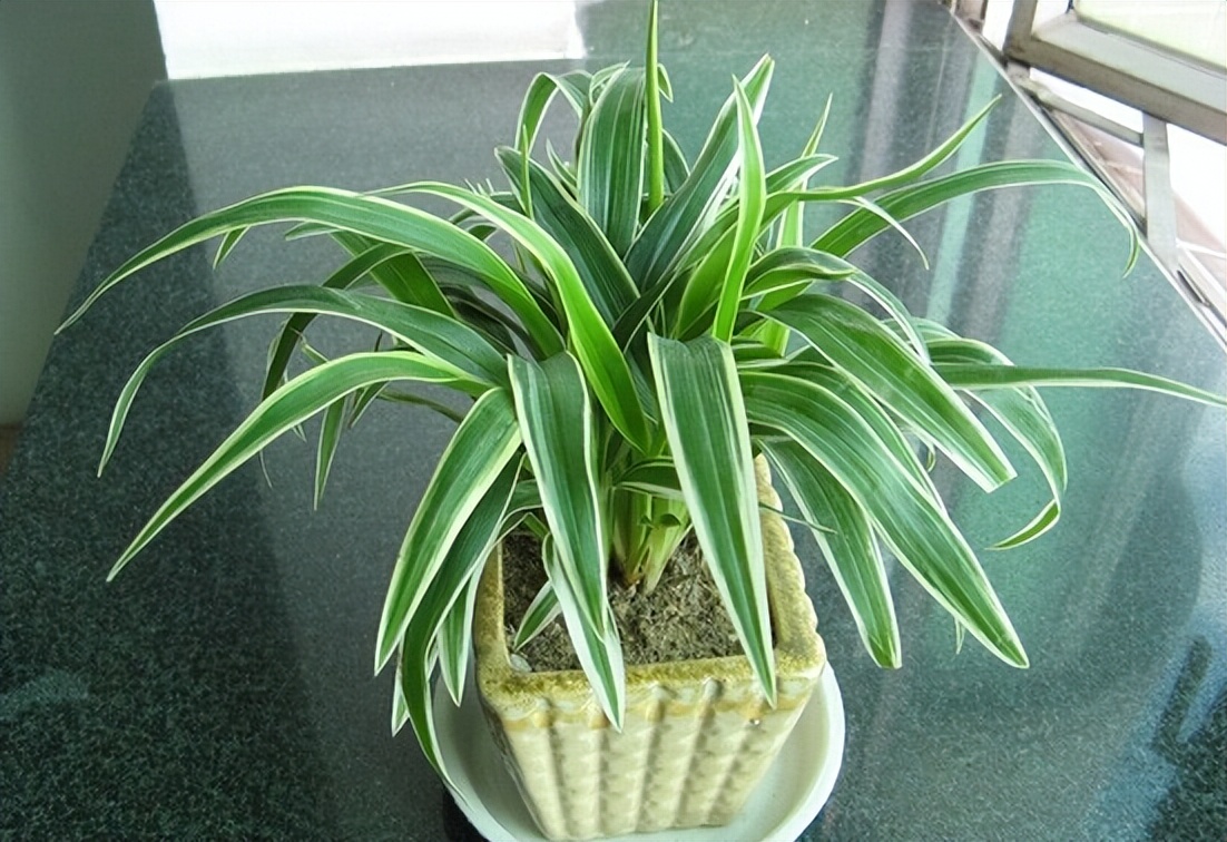 吸收甲醛的室内植物好养的有哪些,吸收甲醛最佳的十种植物排行榜