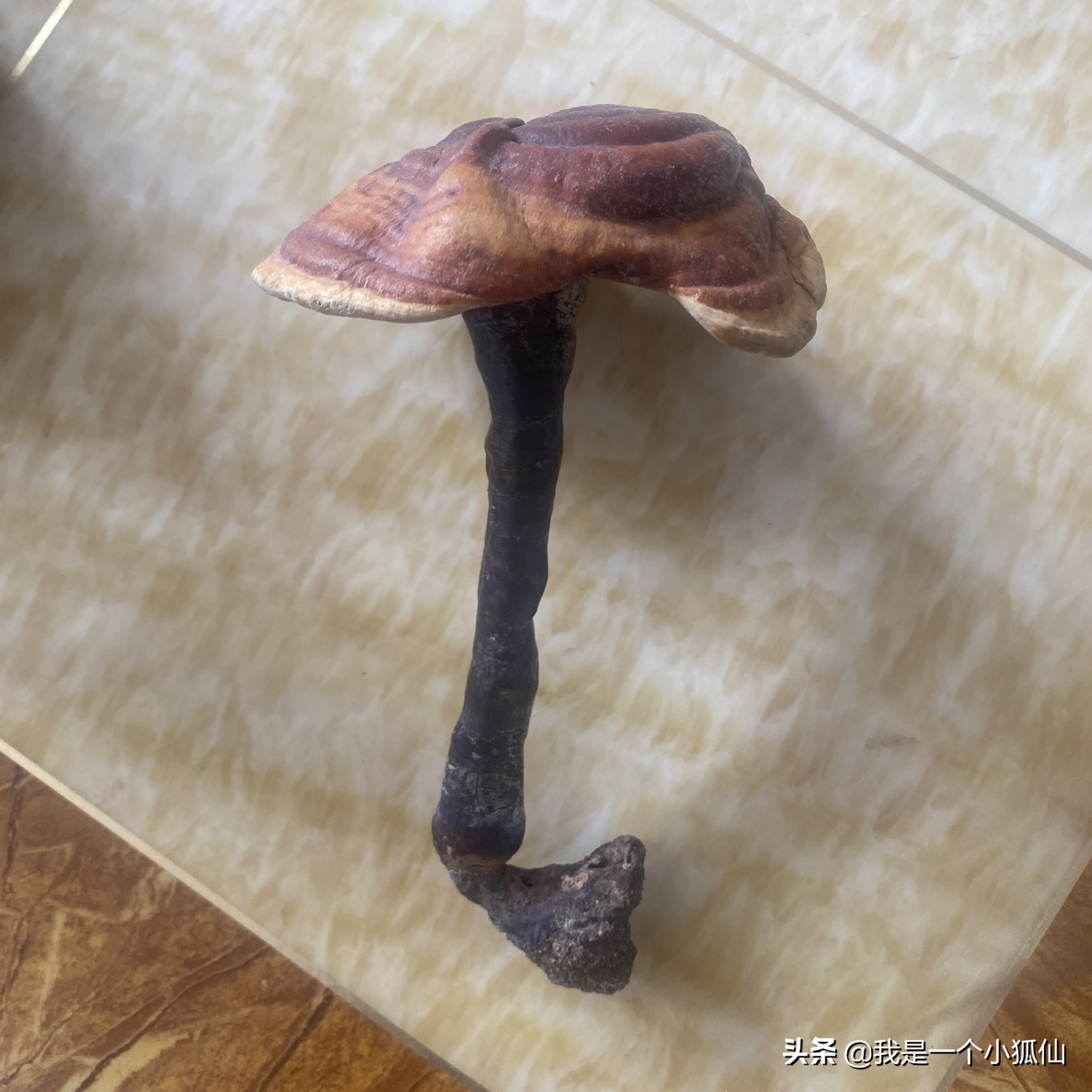 我在朝鲜买灵芝《那年，公司将我从非洲安哥拉调到了朝鲜之76》