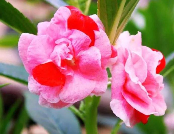 一花一世界一念一佳人的图片,一花一世界一叶一春秋图片