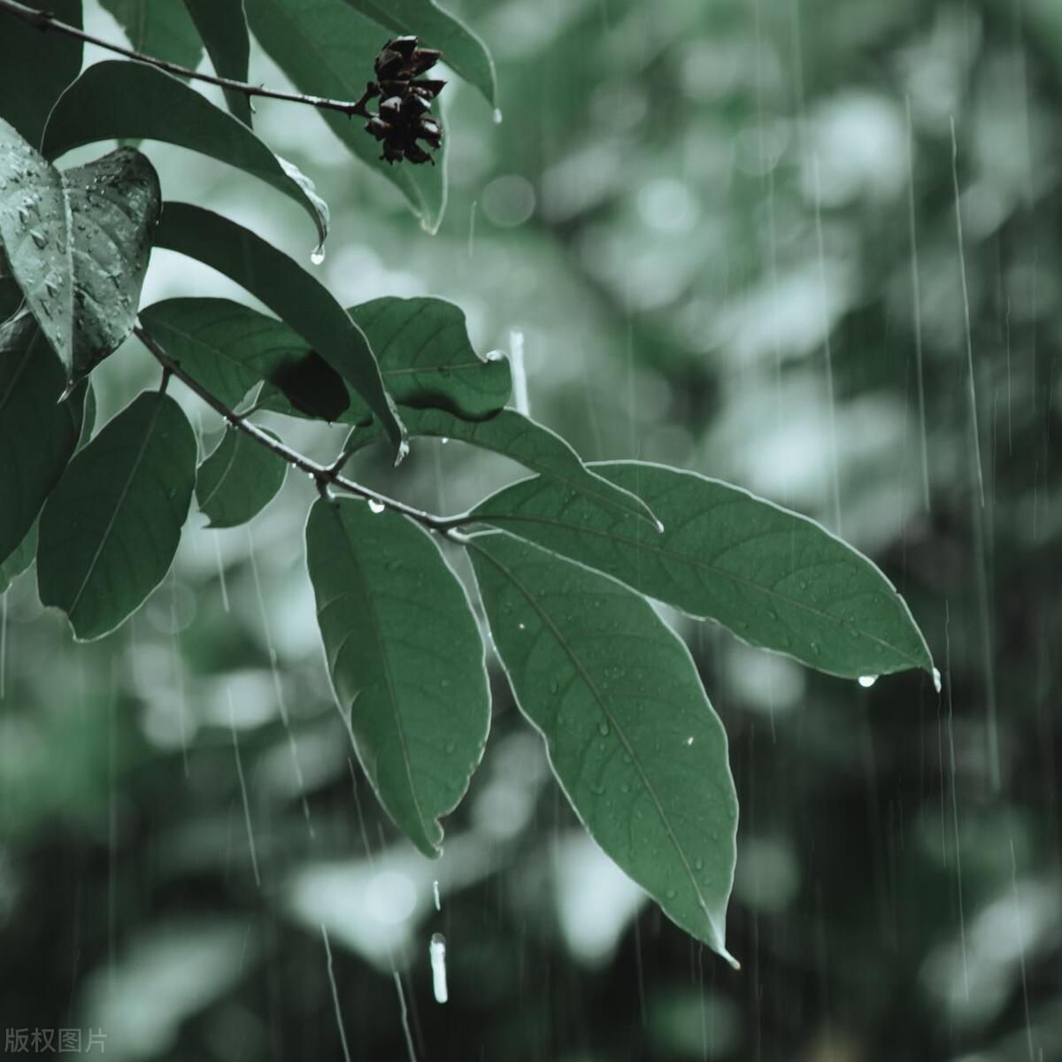 雨中的诗大全,雨夜的诗篇