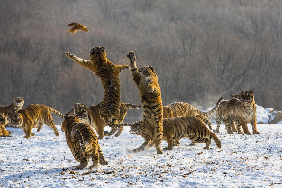 哈尔滨十大最值得去的景点,哈尔滨最值得去的十大景点排名