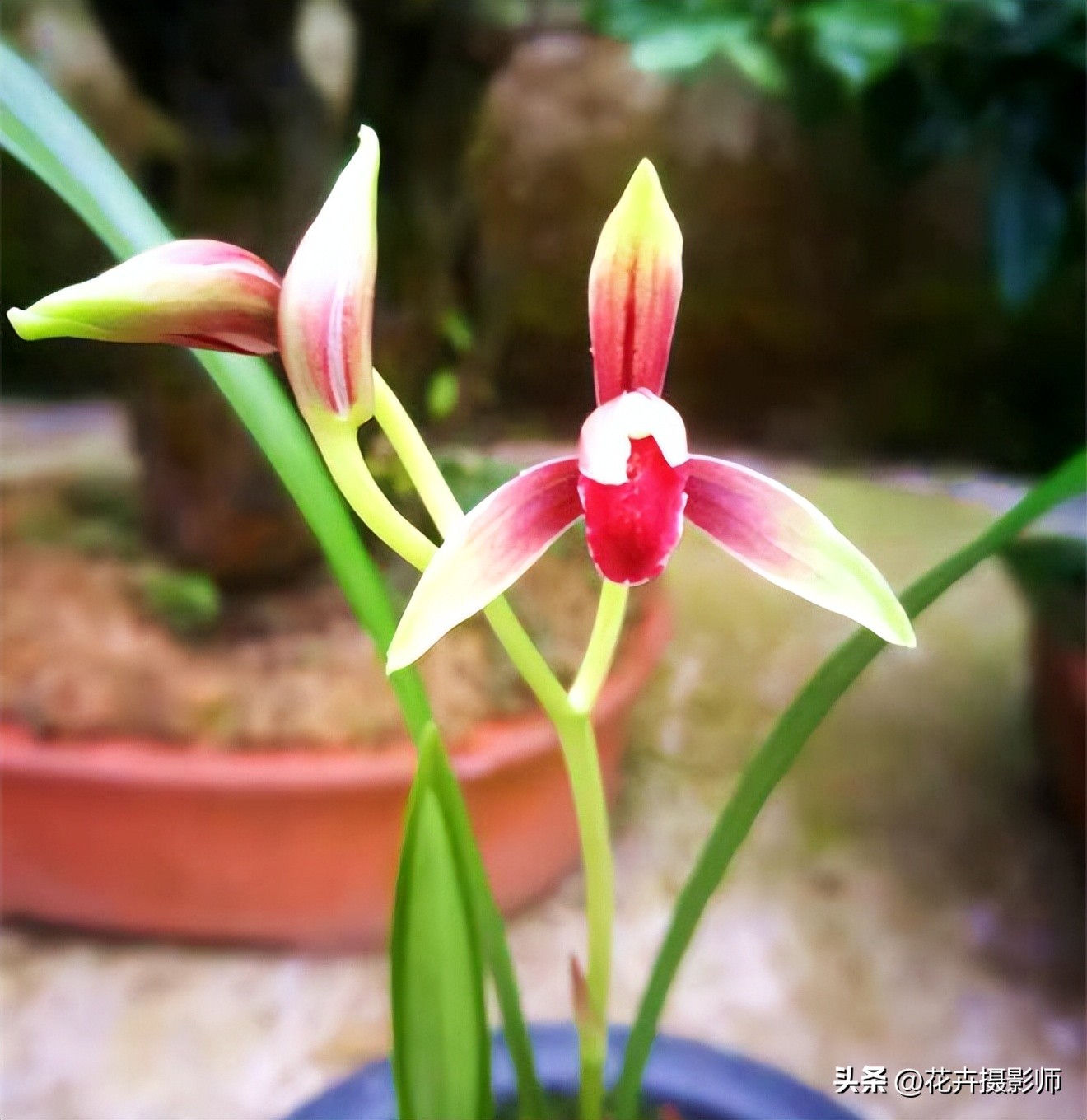 探索“高贵兰花”的魅力，古香古色，百年生命，在家就能赏玩