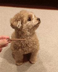 宠物狗哪种比较好养不叫,什么宠物狗最好养又听话不拆家