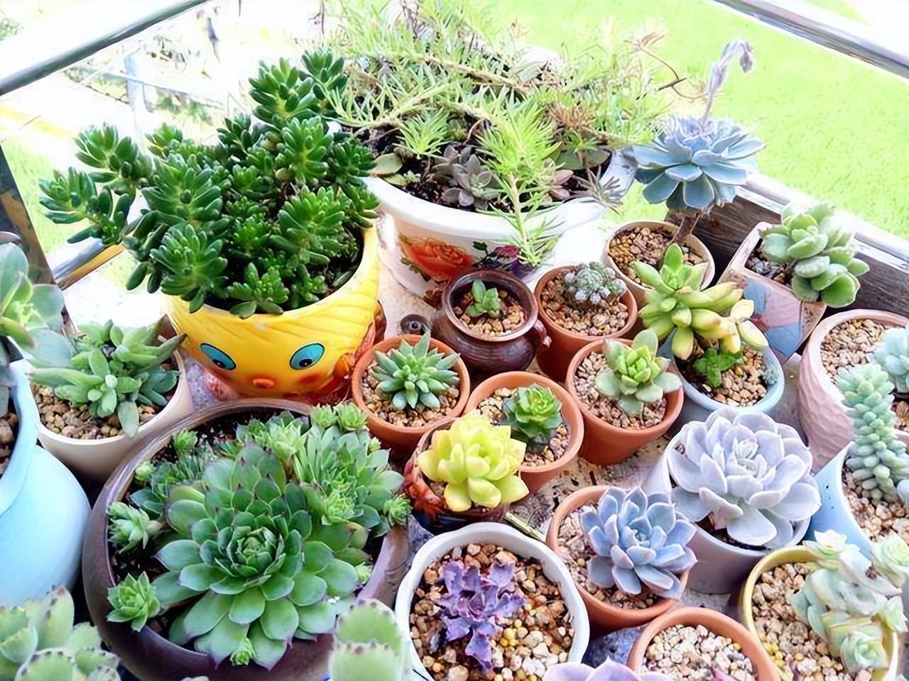 高温养兰注意事项,高温多肉怎么养