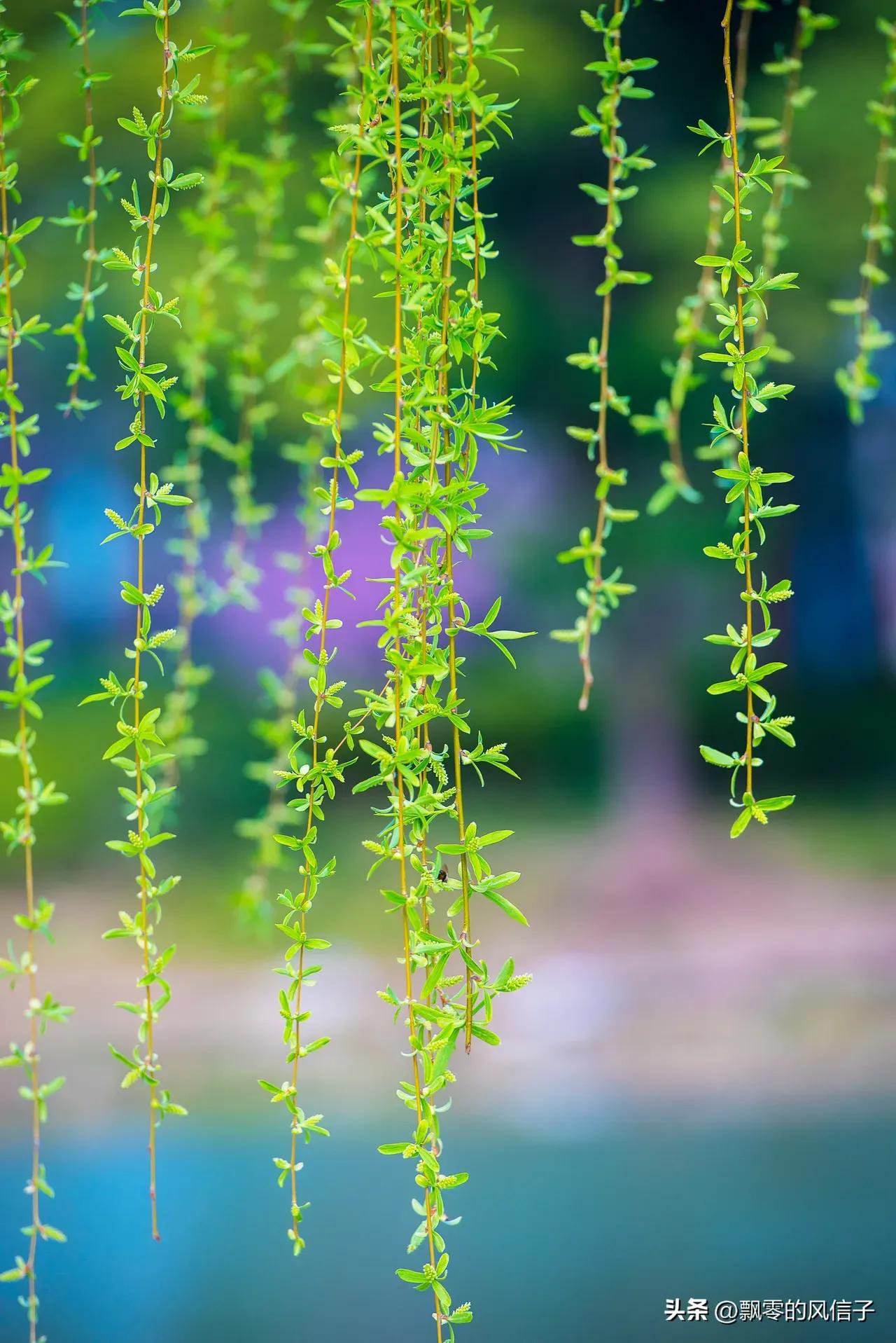 古人笔下那些绝美的柳诗词,古诗唐代诗人咏柳