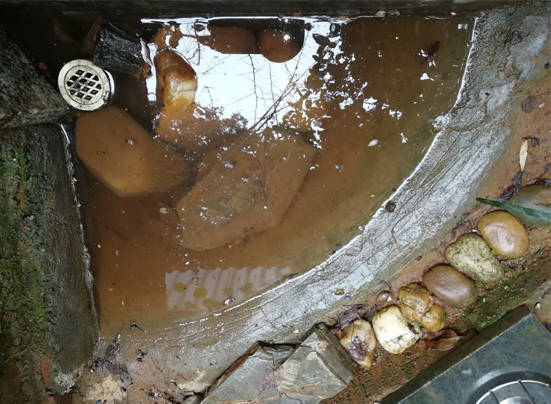 黄缘闭壳龟刚到家躲在土里不出来,黄缘闭壳龟母龟断尾还可以繁殖吗