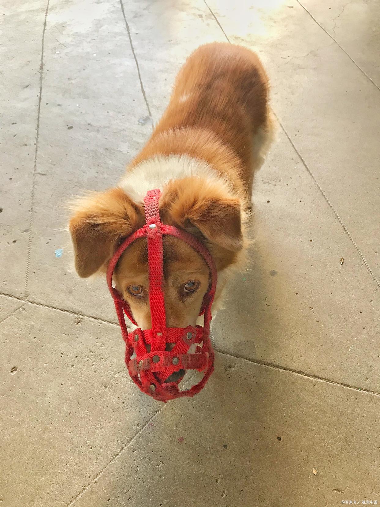 狗乱吃地上东西,训练狗不乱吃