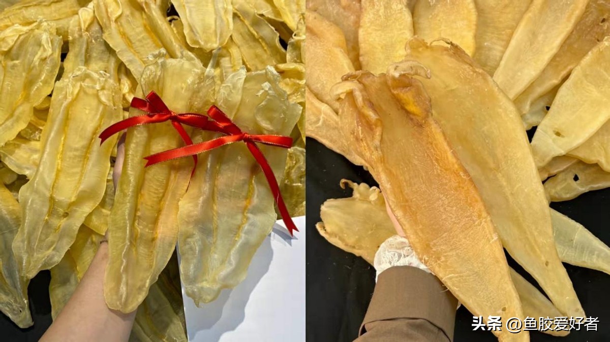 鱼胶哪个品种母比公好,鱼胶公母哪种值钱