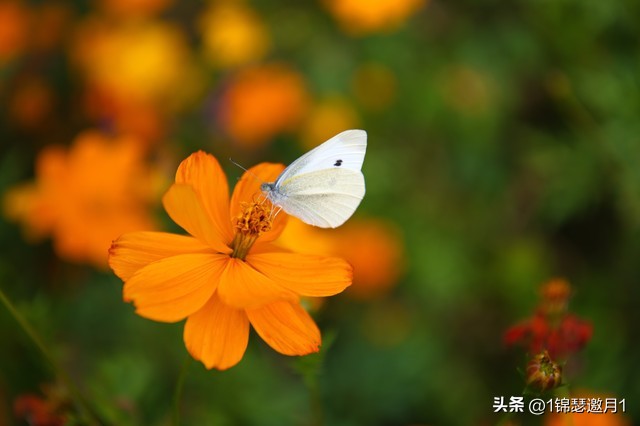 落英缤纷头条文章,落英缤纷芳草鲜美