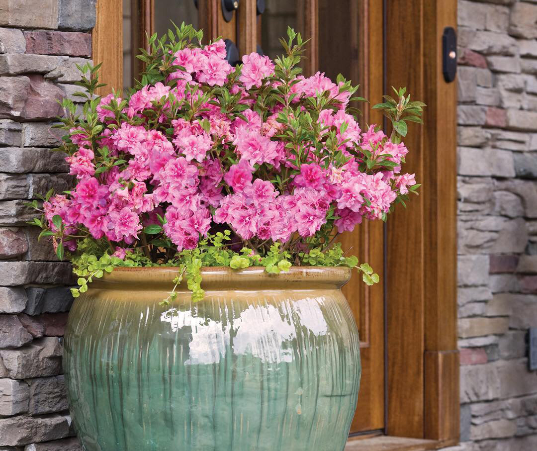 怎样养杜鹃花才能有花蕾,怎样养好杜鹃花