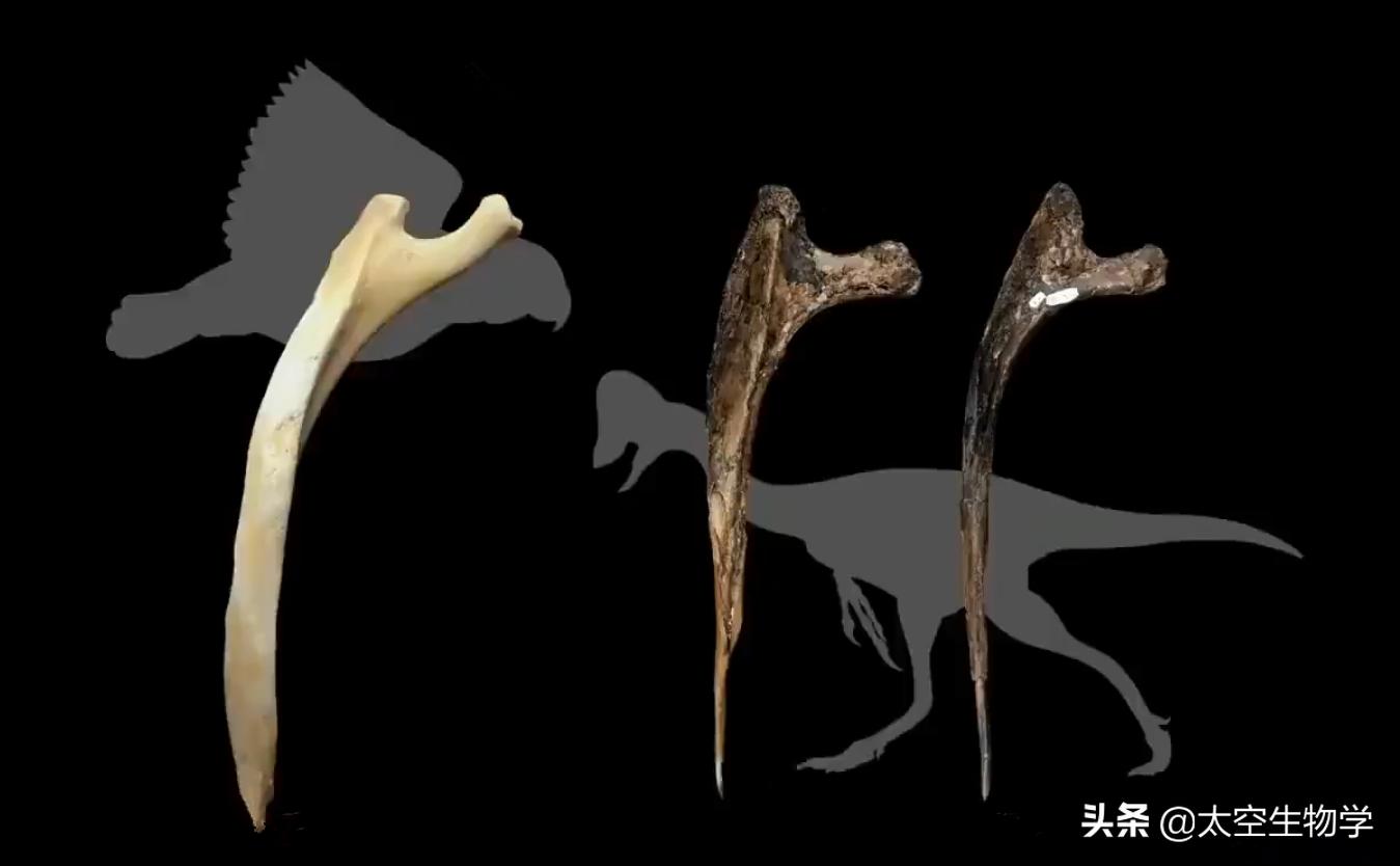 恐龙能适应现在的地球环境吗,恐龙在什么样的环境下才能有翼