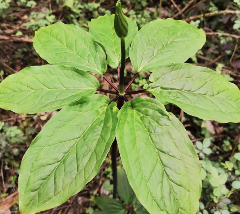 悬崖下的“七叶莲”,曾卖“800元”一斤,遇到保护起来,珍贵