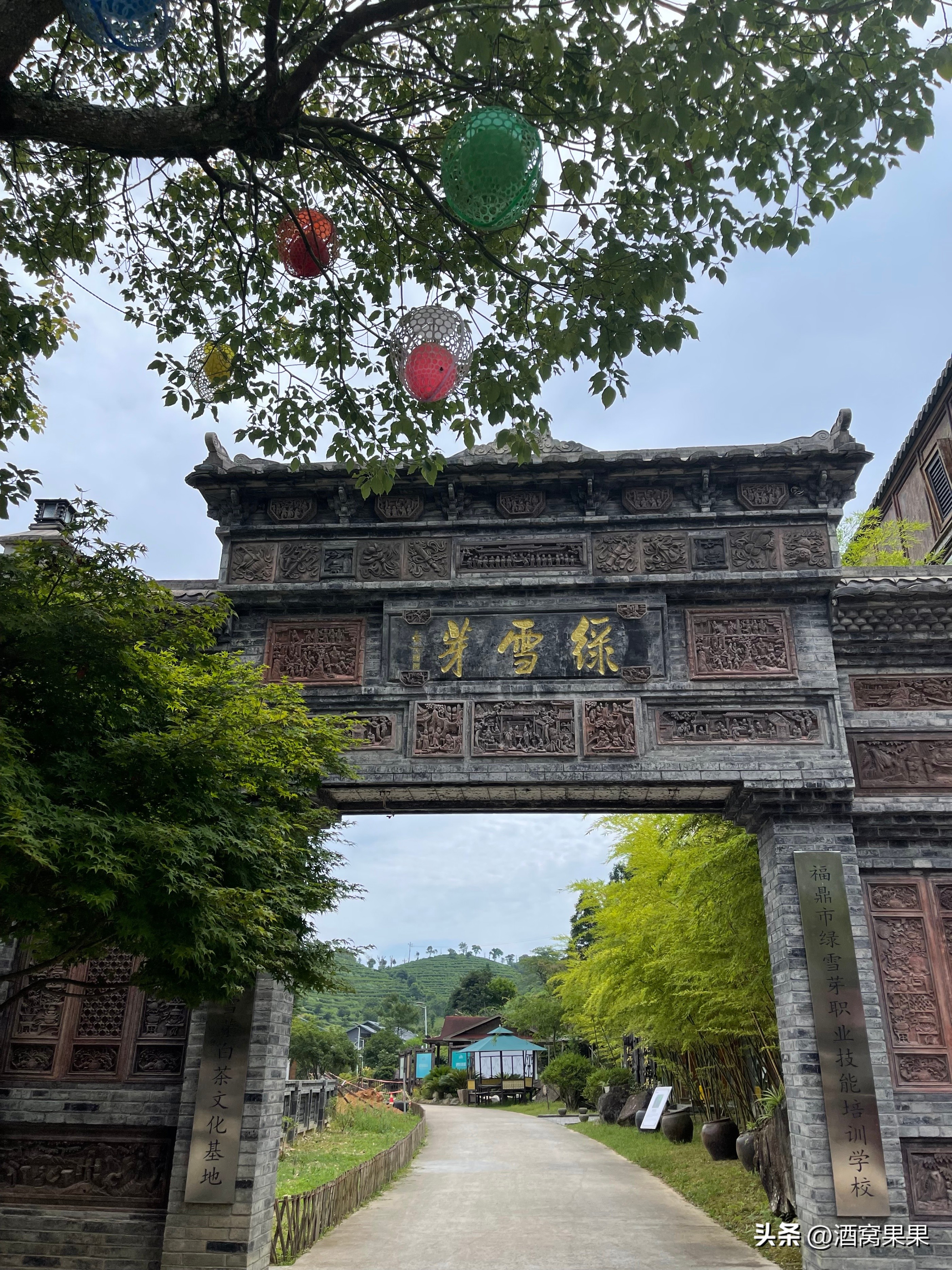 福鼎两天一夜旅游攻略,福鼎茶漫步茶园体验采茶之旅