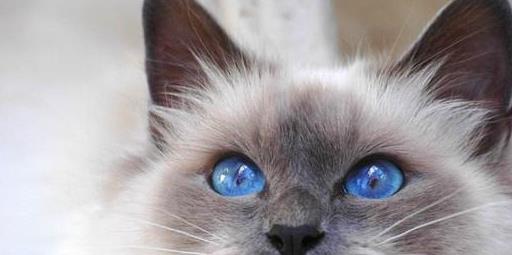 宠物猫舔主人脸怎么回事,猫为什么舔人类幼崽