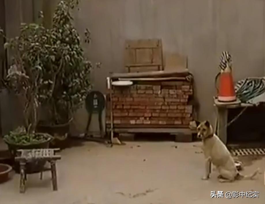 2011年，17岁少女被囚禁地牢惨遭非人折磨158天，罪犯：她自愿的