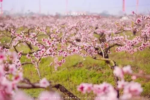 诗经桃夭的意思,诗经桃夭的意思是什么