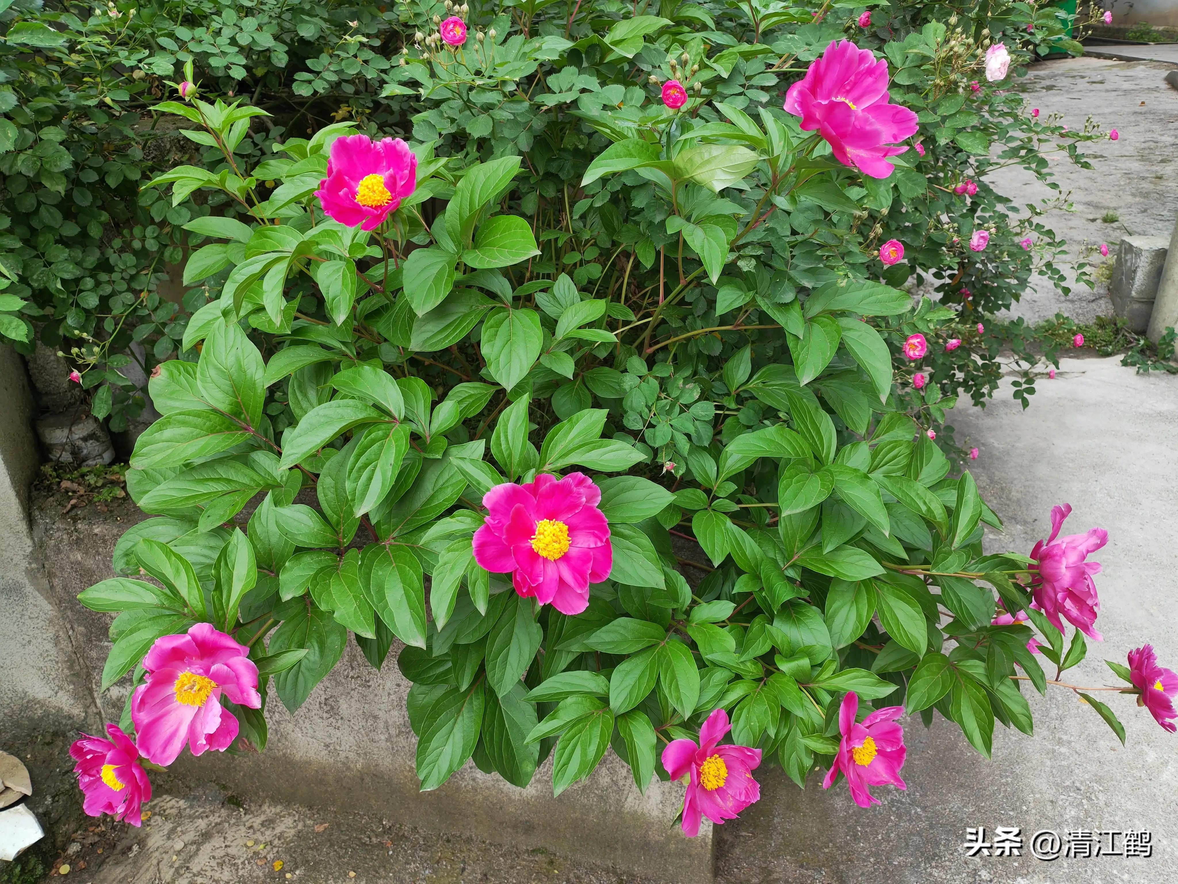 农作物最佳施肥时间和方法,作物长得不旺怎么办